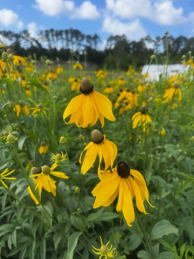 Keep Yellow Coneflower Healthy So It Keeps Feeding Beneficial Insects