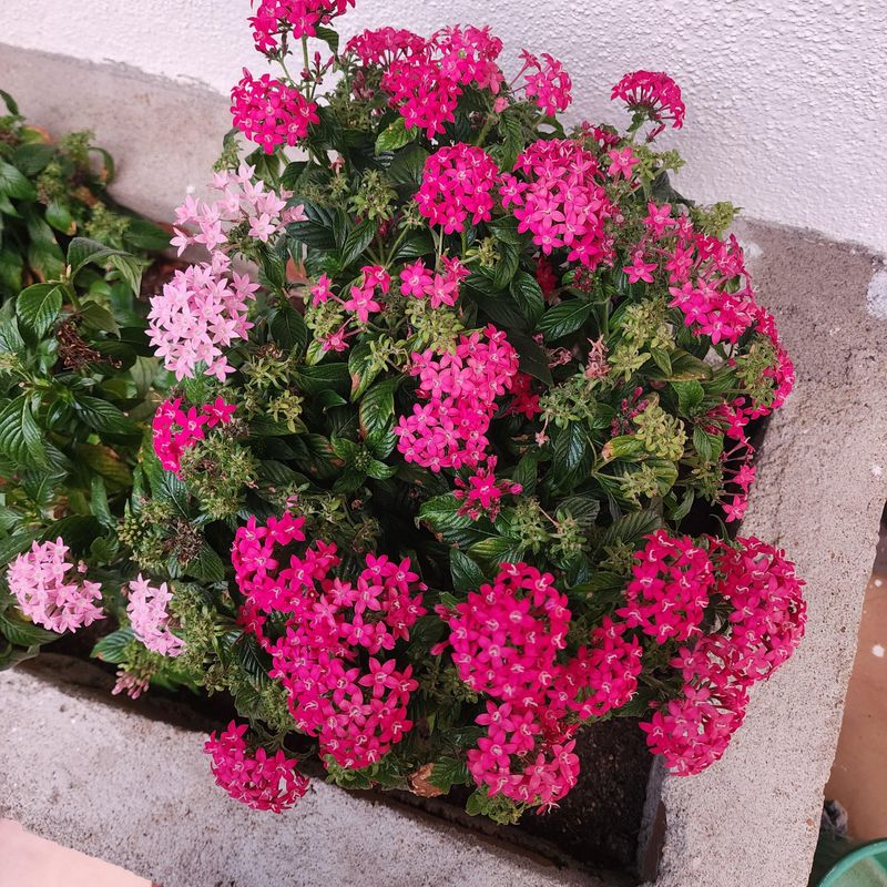 Keep Your Pentas Blooming For Repeat Visitors Keep Your Pentas Blooming For Repeat Visitors