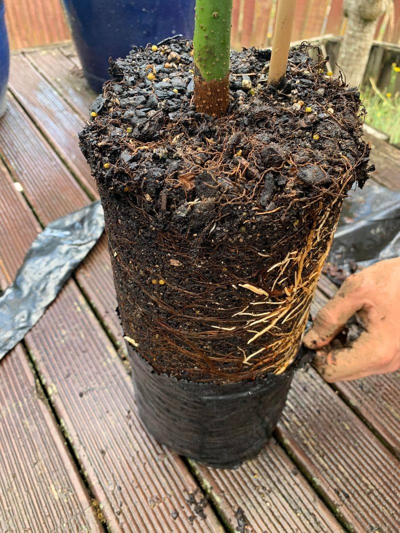 Keeping Avocado Roots Wet Around The Clock