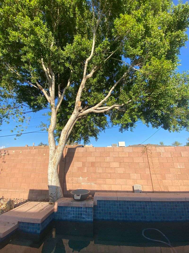 Keeping Backyard Trees From Outgrowing Their Space