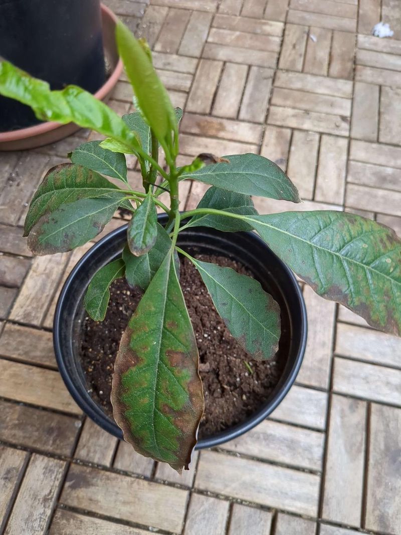 Keeping Black Pots From Baking The Root Ball Keeping Black Pots From Baking The Root Ball