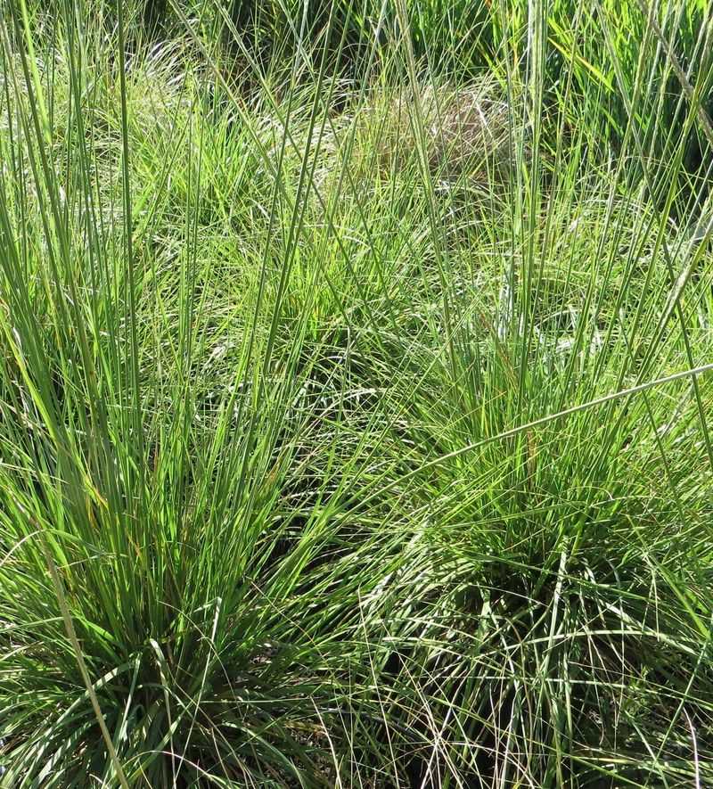 Keeping Clumps Thick Without Letting Them Crowd Plants Keeping Clumps Thick Without Letting Them Crowd Plants
