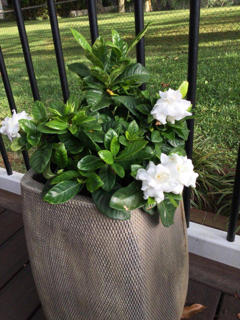 Keeping Containers From Baking On Hot Concrete