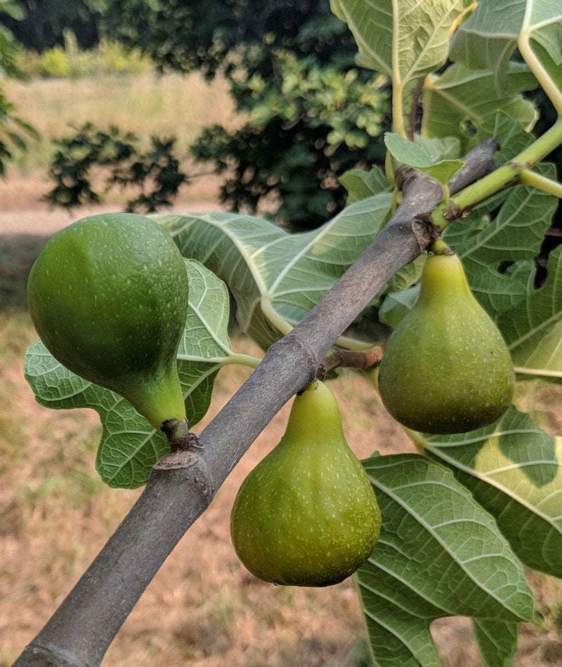 Keeping Enough Fruiting Wood Protects The Early Crop