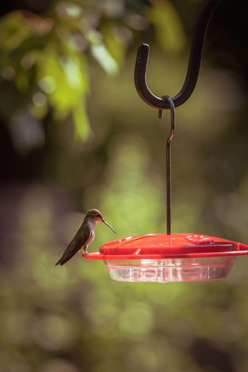Keeping Feeders Full As Birds Pass Through
