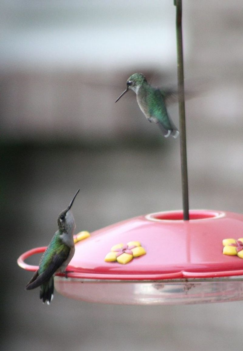 Keeping Feeders Out Of Sight From Each Other Can Help