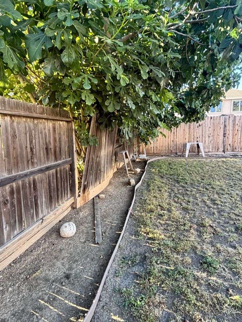 Keeping Fence And Vine Connections Gives Rats A Highway Keeping Fence And Vine Connections Gives Rats A Highway
