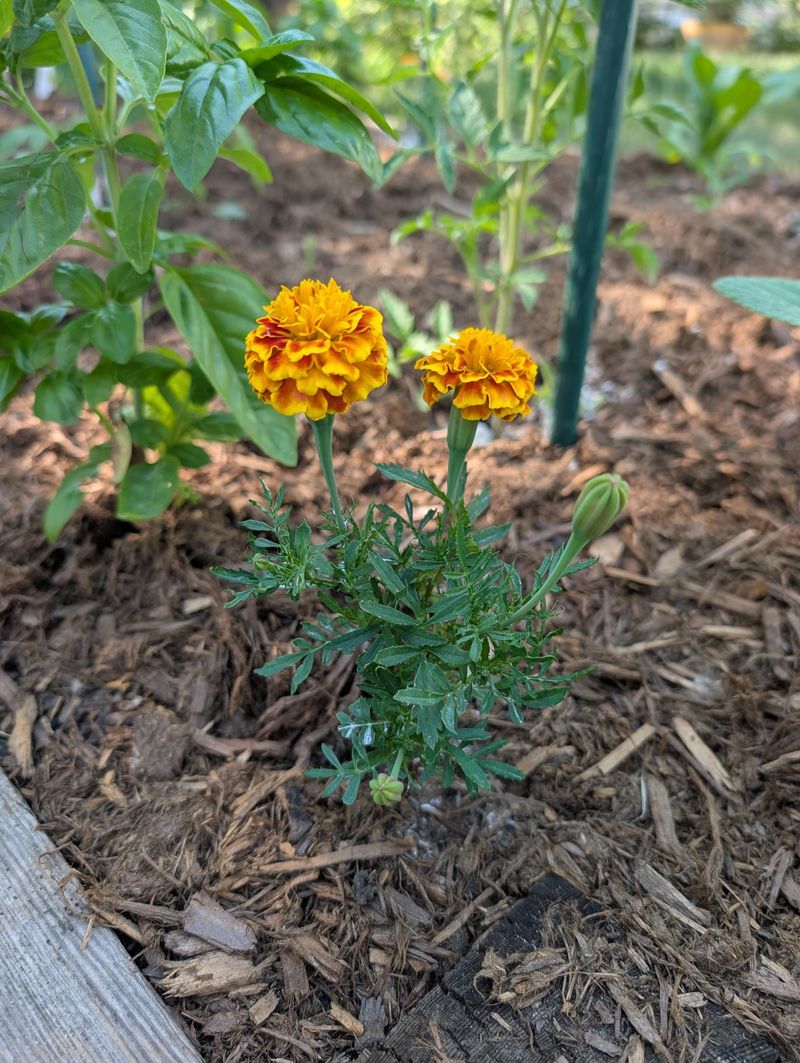 Keeping Marigolds Stressed Less So Mites Move On Keeping Marigolds Stressed Less So Mites Move On