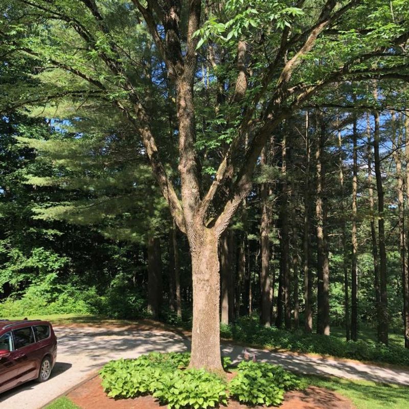 Keeping Mature Trees Can Make Future Visits More Likely
