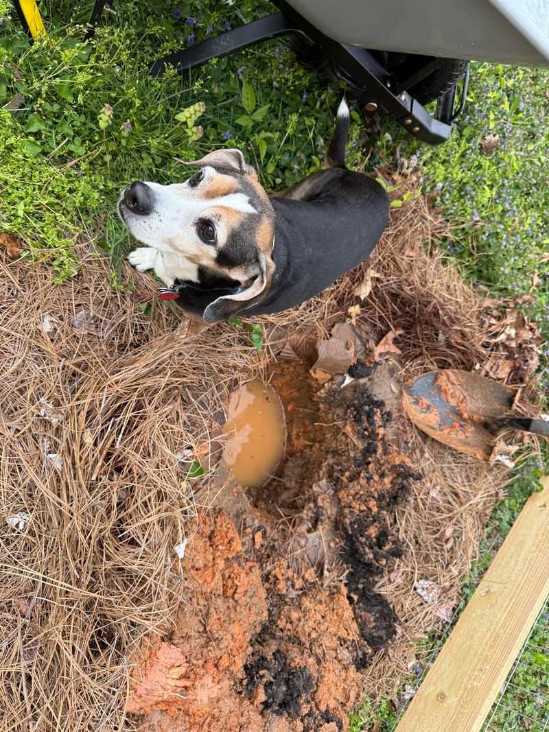 Keeping Mulch From Sealing In Soggy Soil