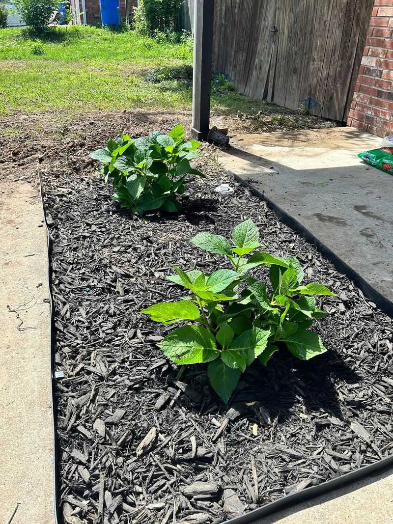 Keeping Mulch Thick Enough To Hold Moisture In
