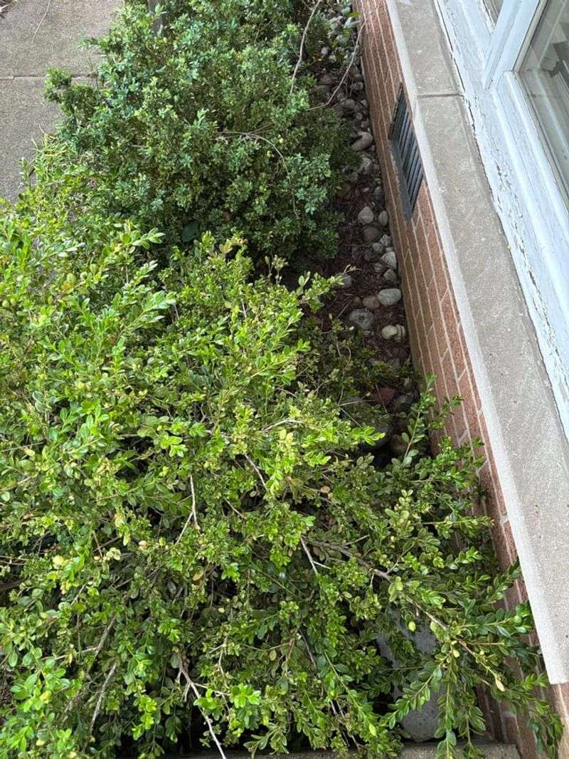 Keeping Overgrown Shrubs Tight Against Exterior Walls Keeping Overgrown Shrubs Tight Against Exterior Walls