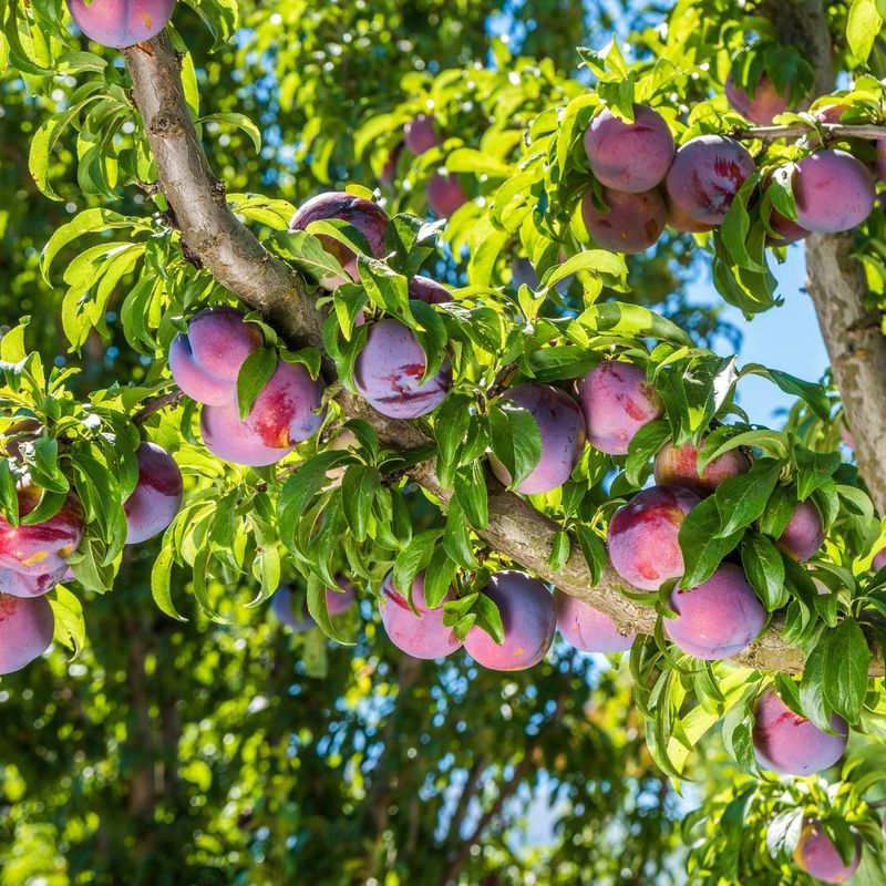 Keeping Peach And Plum Trees From Getting Huge Keeping Peach And Plum Trees From Getting Huge