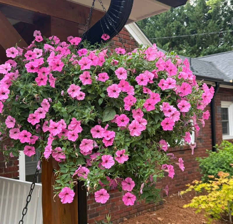 Keeping Petunias Full And Blooming All Season Keeping Petunias Full And Blooming All Season