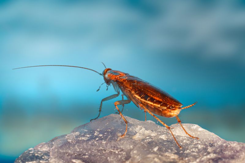 Keeping Roaches Away For Good