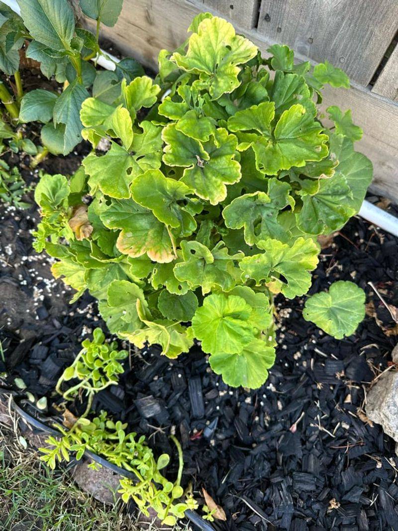 Keeping Roots Cool With A Little Extra Shade