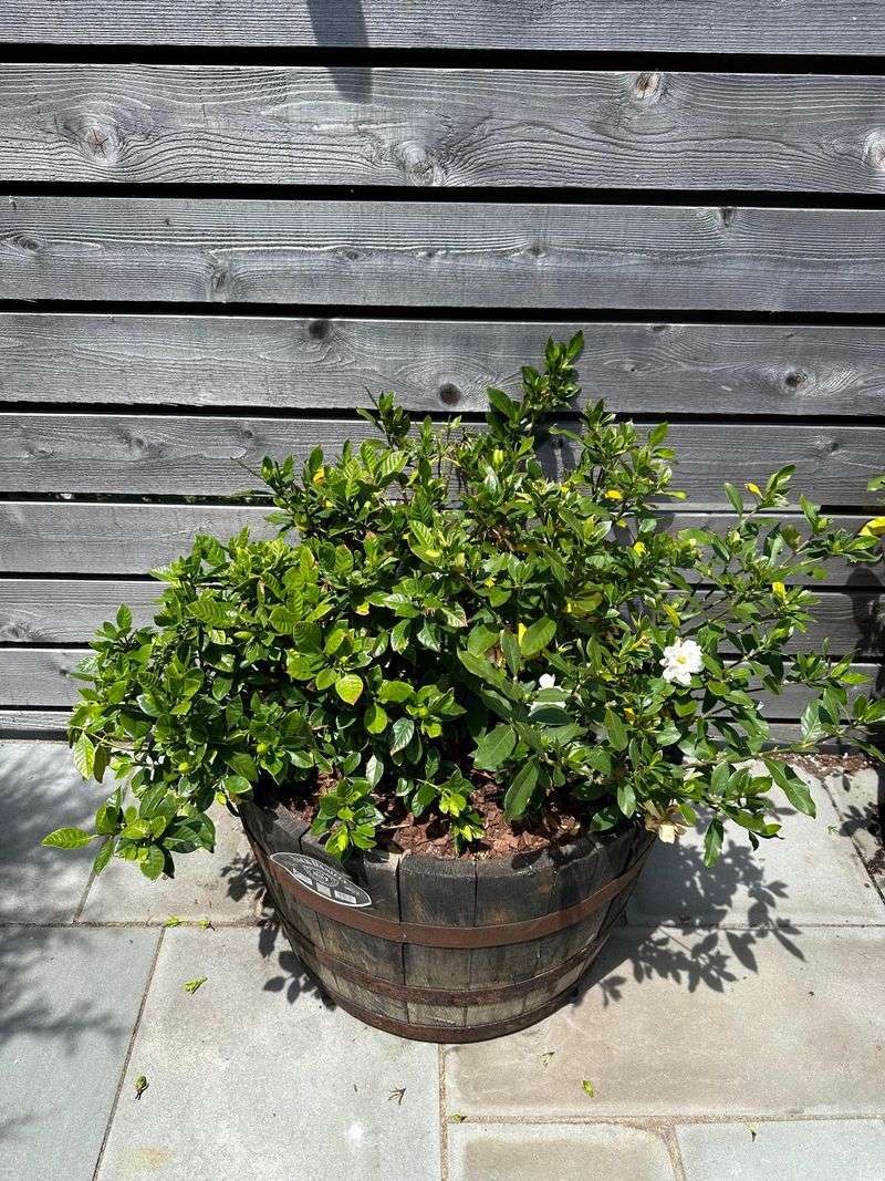Keeping Soil Moist Without Leaving Roots Soggy