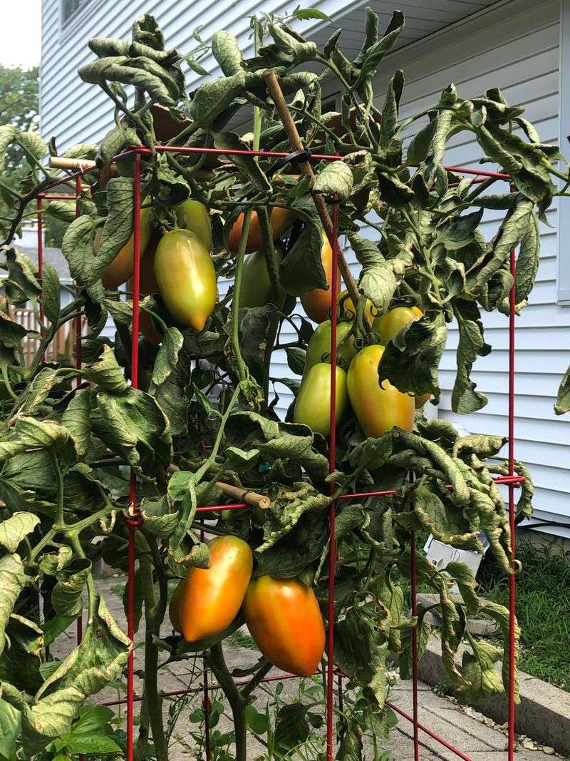 Keeping Soil Moisture Steady Through The Heat