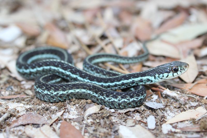 Keeping The Birds Does Not Mean Keeping The Snake Traffic
