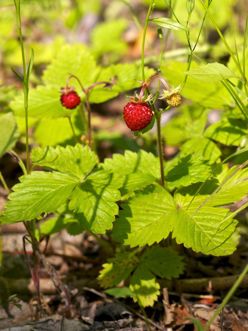 Keeping Woodland Strawberry Healthy And Manageable Keeping Woodland Strawberry Healthy And Manageable