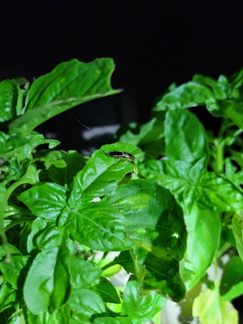 Keeping Your Basil And Other Herbs Protected Long Term Keeping Your Basil And Other Herbs Protected Long Term