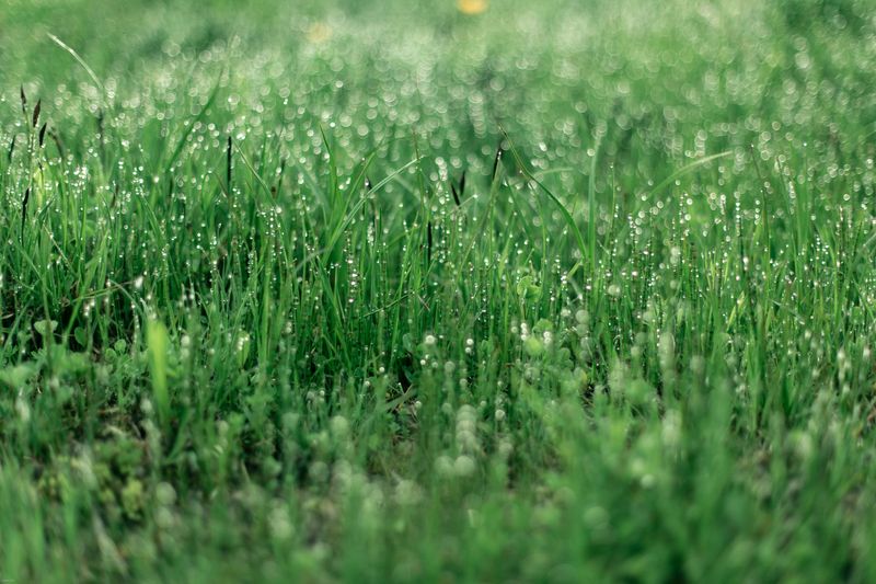 Keeping Your Lawn Mildew-Free Long Term