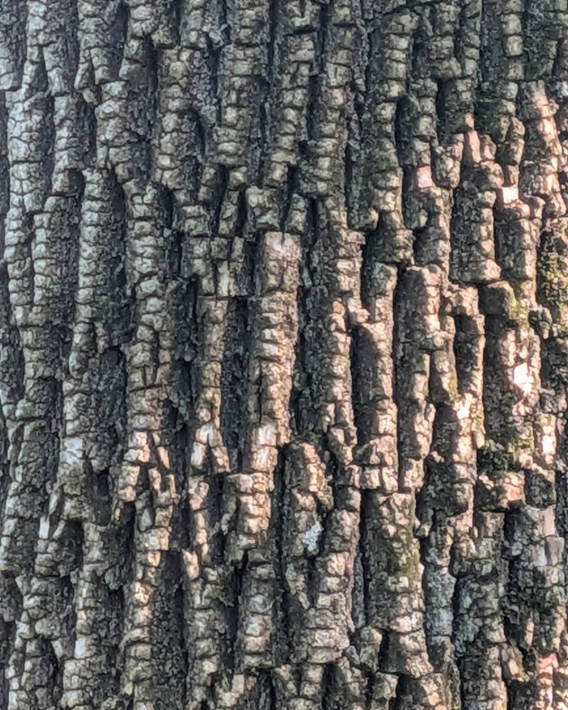 Kentucky Coffeetree Bark Adds Winter Interest Too