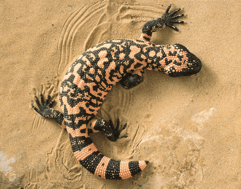 Key Features For Identifying A Gila Monster Key Features For Identifying A Gila Monster