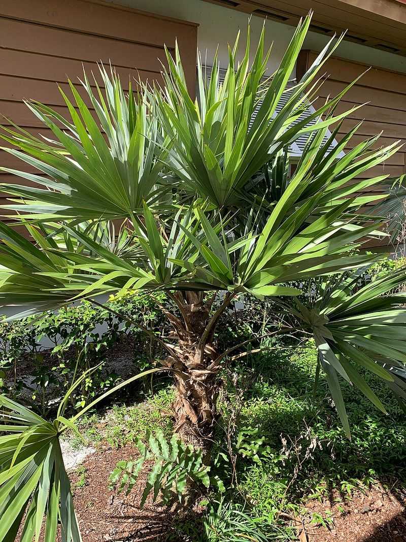 Key Thatch Palm Brings Coastal Toughness Without Towering Over The Yard Key Thatch Palm Brings Coastal Toughness Without Towering Over The Yard