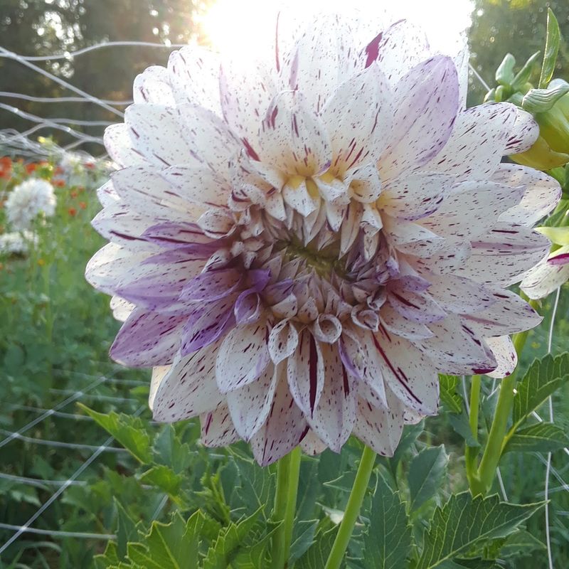 Klamath-Siskiyou Native Seeds - Southern Oregon Klamath-Siskiyou Native Seeds - Southern Oregon