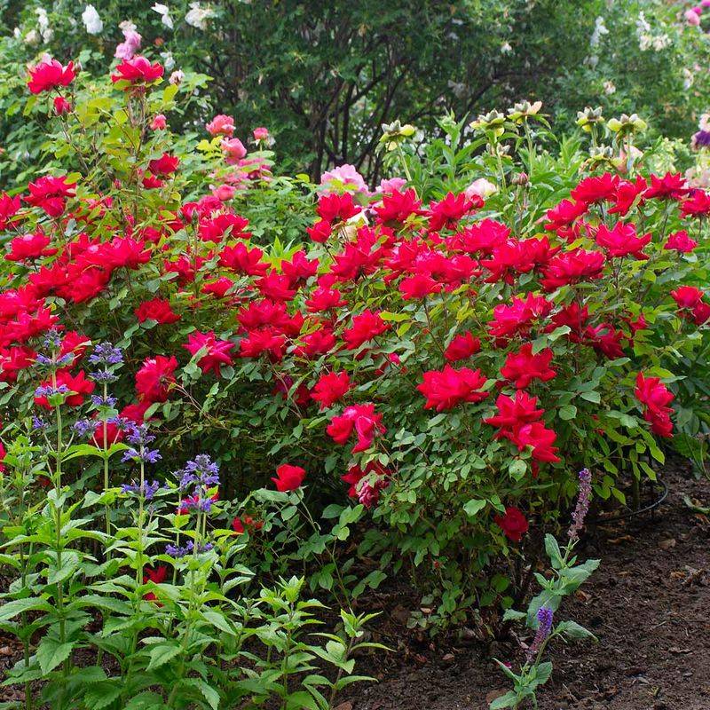 Knock Out Roses Underplanted With Catmint