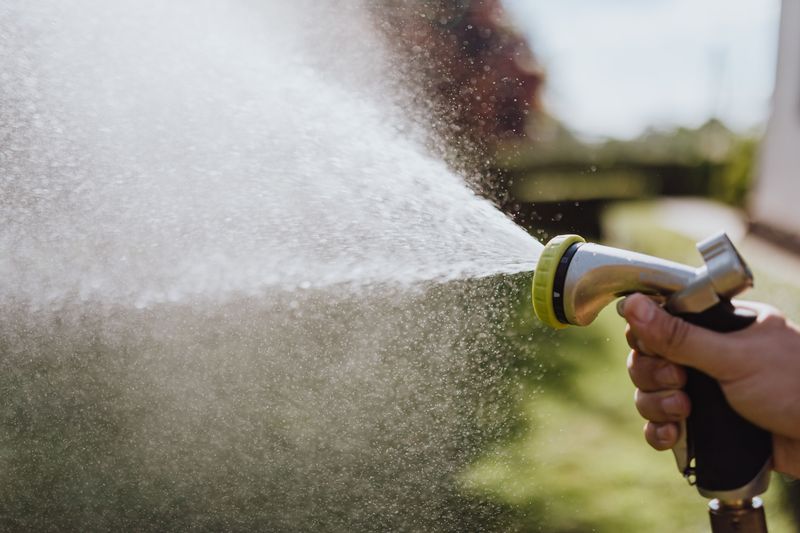 Knocking Mites Off With A Strong Water Spray Knocking Mites Off With A Strong Water Spray