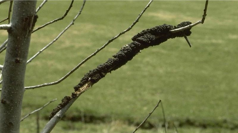 Knots Hiding On Trunks And Big Limbs