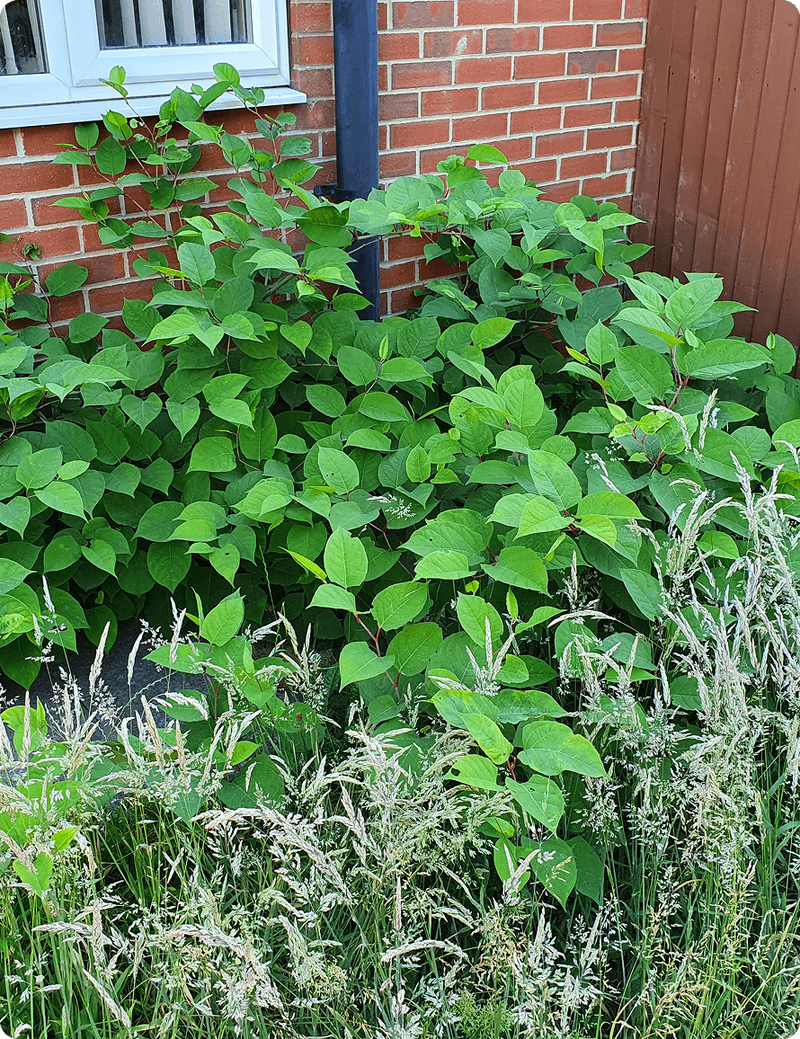 Knotweed Can Spread Across Property Lines Knotweed Can Spread Across Property Lines