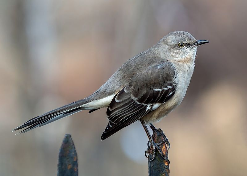 Know The Northern Mockingbird By Its Flashing Wings Know The Northern Mockingbird By Its Flashing Wings