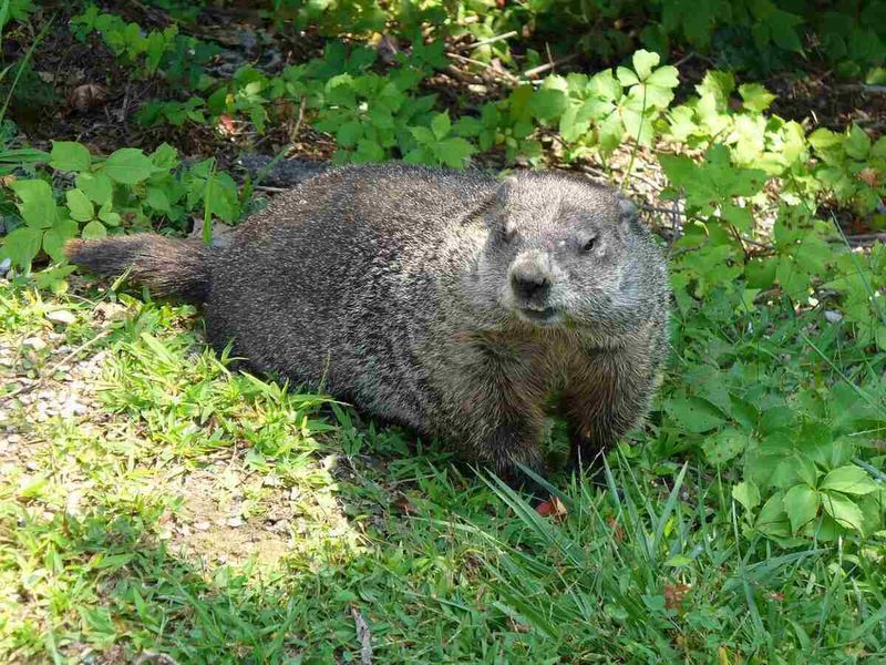 Know When To Call A Wildlife Professional