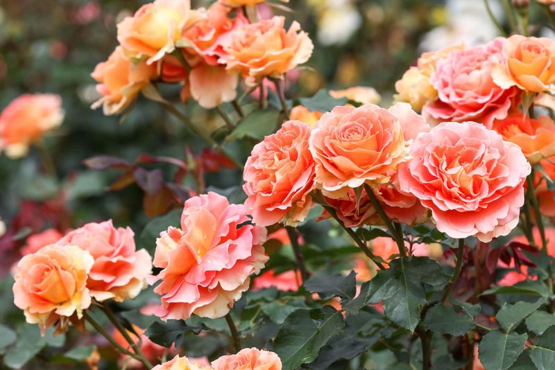 Know When To Stop Deadheading