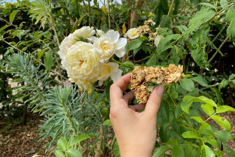 Know When To Stop Feeding Before Fall