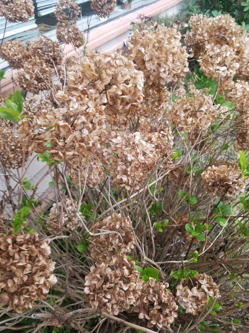 Know Which Hydrangea You Have Before The Pruners Come Out Again