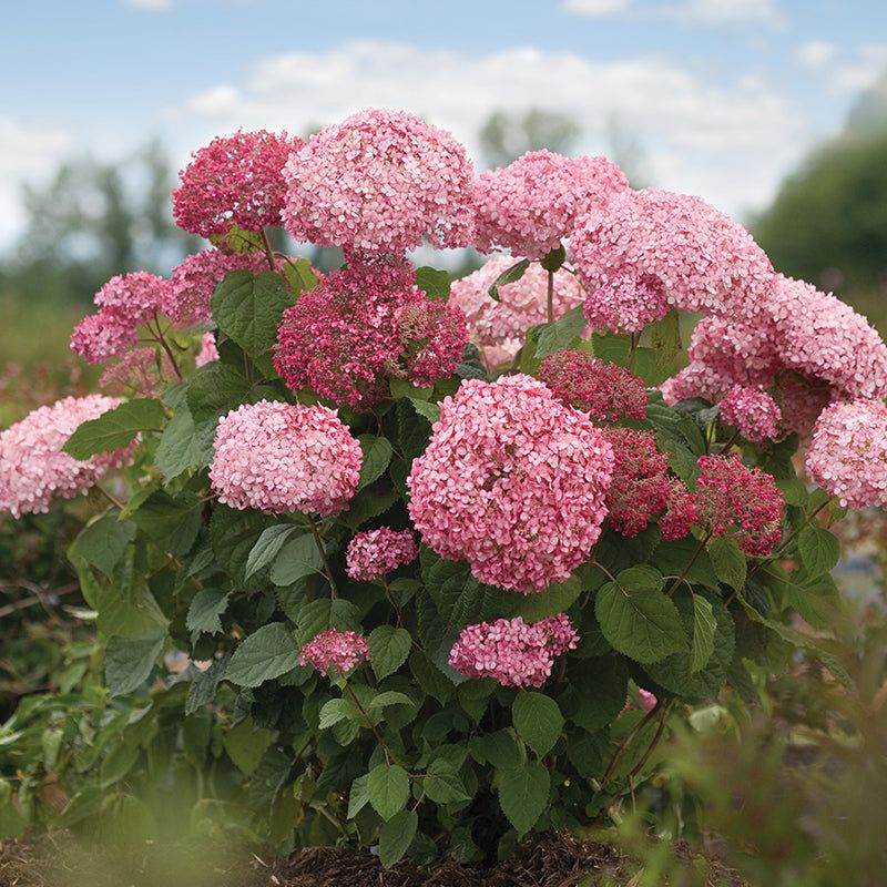 Know Which Hydrangea You Have Know Which Hydrangea You Have