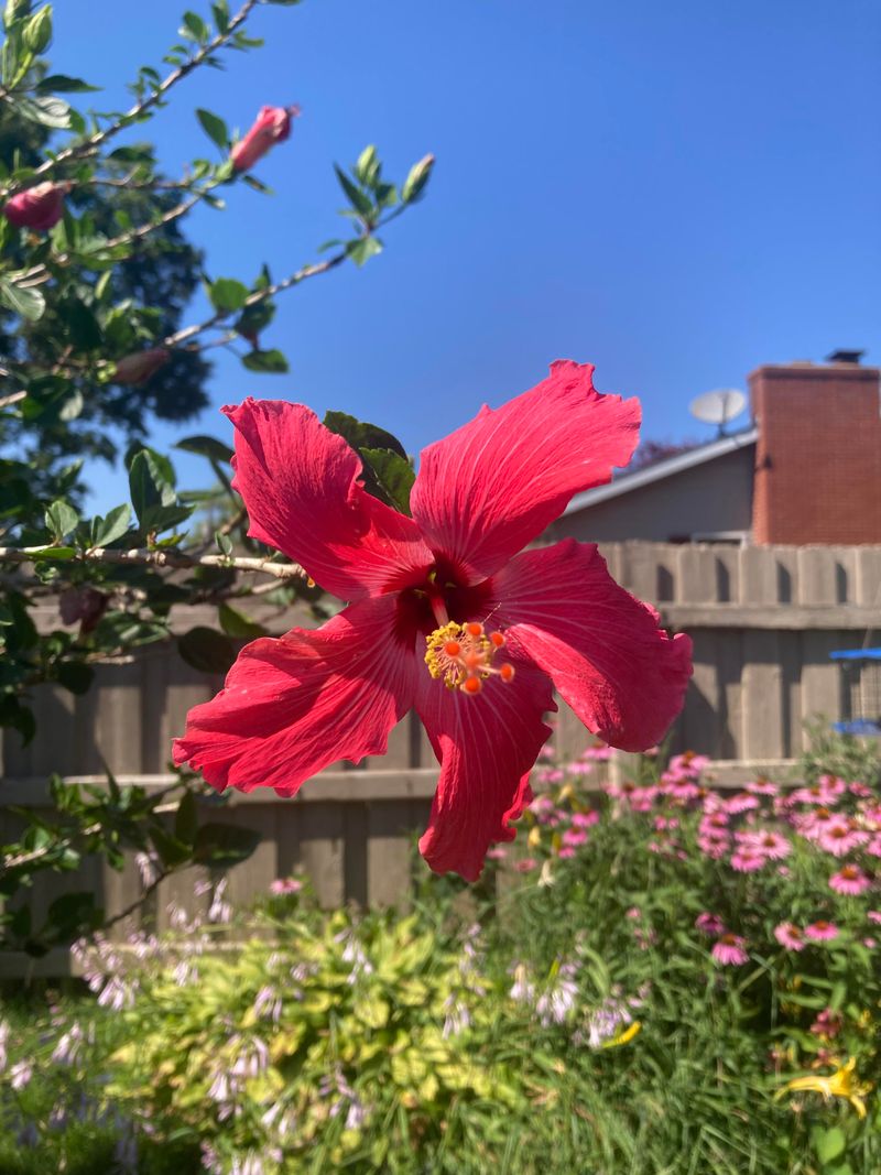 Know Your Hibiscus Type Before Acting