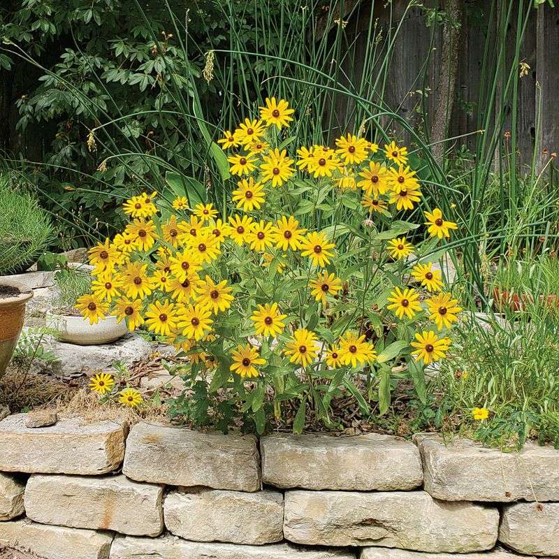 Know the Plant’s Limits and Its Look-Alikes