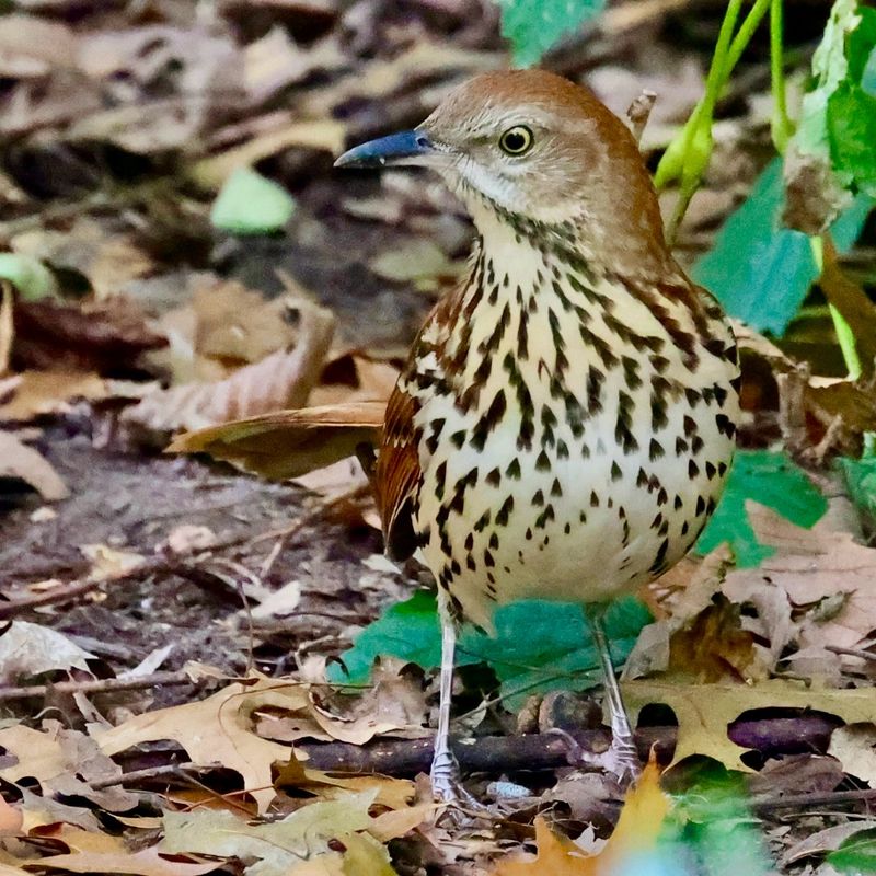 Knowing When To Leave Their Foraging Undisturbed