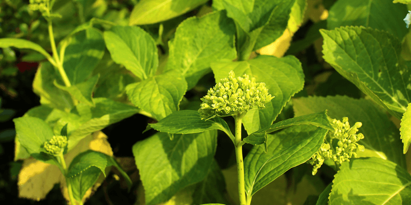 Knowing Your Hydrangea Type Changes Every Pruning Decision