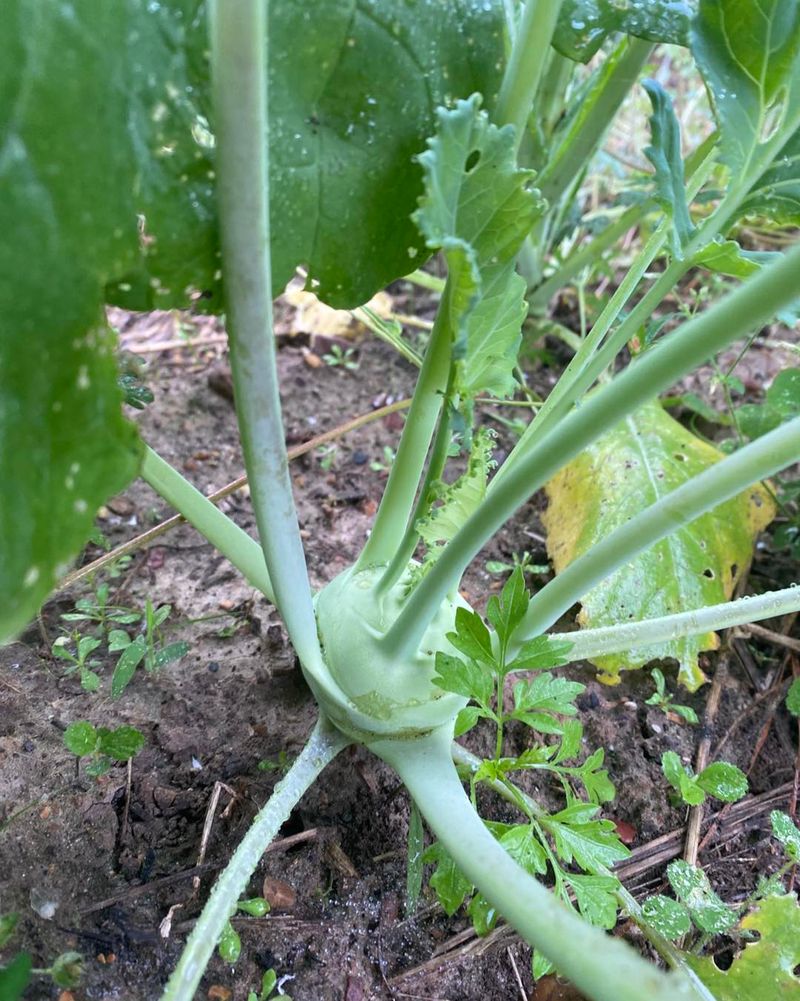 Kohlrabi Kohlrabi