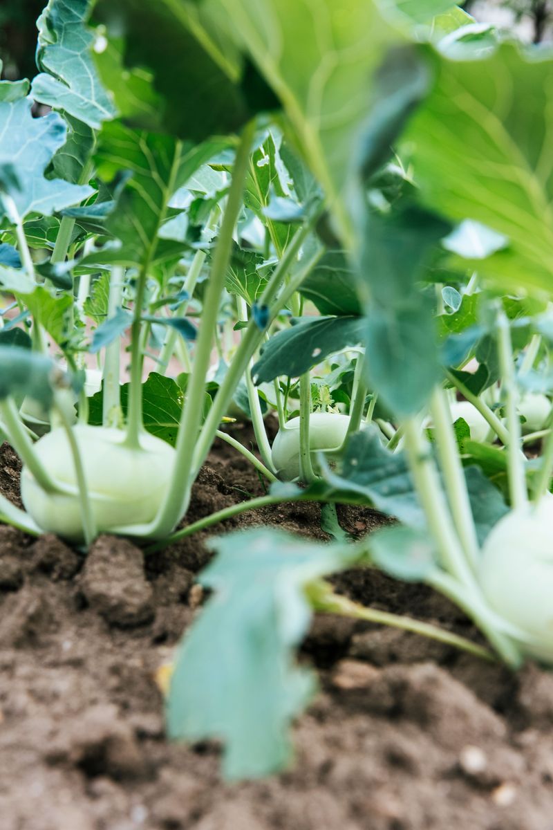Kohlrabi Grows Quickly In Loose Soil Kohlrabi Grows Quickly In Loose Soil