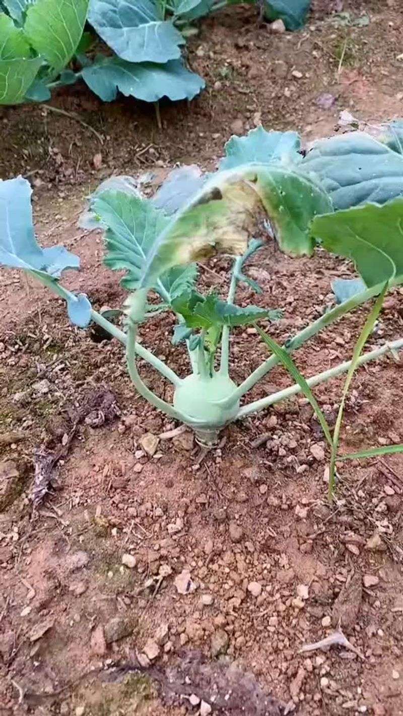 Kohlrabi Transplants Move Outdoors In Early To Mid September