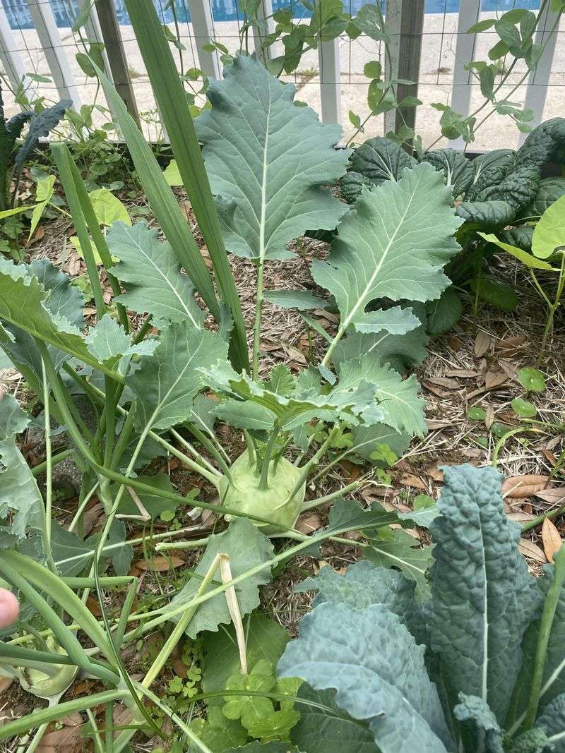 Kohlrabi Kohlrabi