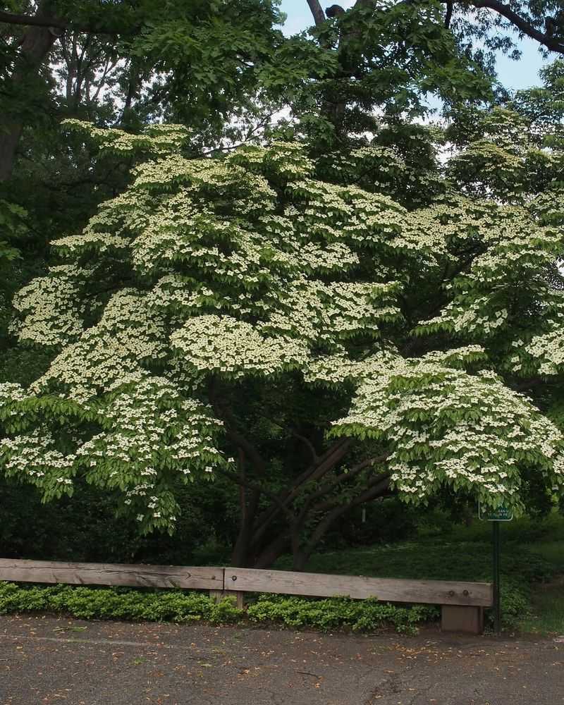 Kousa Dogwood Adds Shade Without A Huge Canopy Kousa Dogwood Adds Shade Without A Huge Canopy