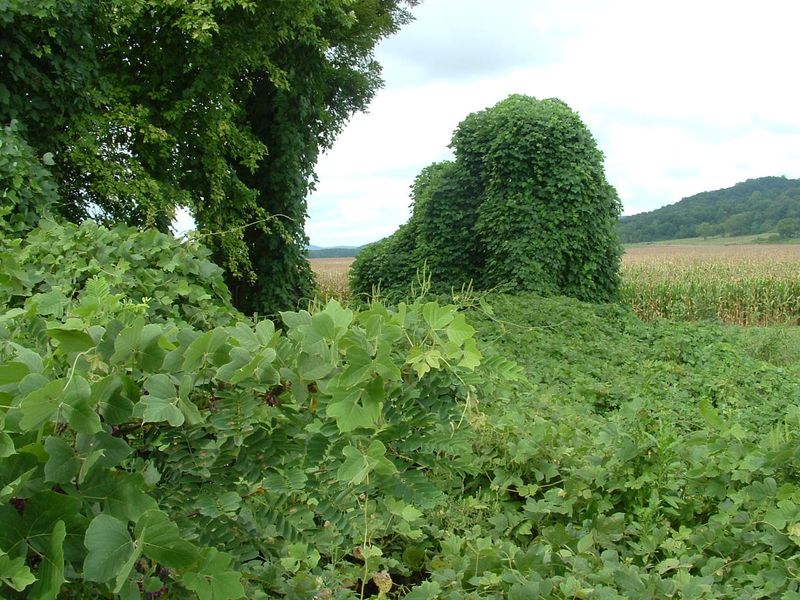 Kudzu Falls Under Two State Regulatory Lists Kudzu Falls Under Two State Regulatory Lists